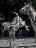 Plains Zebra Kicks  Etosha National Park  Namibia