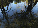 Pantanal Scenery  Mato Grosso Do Sul Province  Brazil