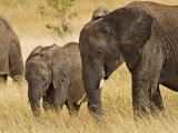 African Elephant With A Juvenile  Maasai Mara  Kenya