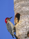 Red-Bellied Woodpecker  Everglades National Park  Florida  USA