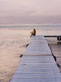 Dock atLes Tipaniers Hotel  Moorea  French Polynesia