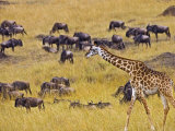 Crossing the Mara River  Maasai Mara  Kenya