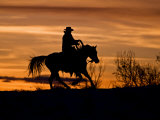 Cowboy on Horses on Hideout Ranch  Shell  Wyoming  USA