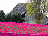 Tulip Field and Barn  Skagit Valley  Washington  USA