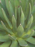 Agave  San Jose Del Cabo  Baja California Sur  Mexico