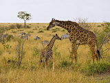 Maasai Giraffes Roaming  Maasai Mara  Kenya