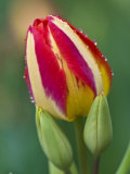 Close-Up of Single Tulip Flower with Buds  Ohio  USA