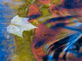 Floating Maple Leaf  Bond Falls  Upper Peninsula  Michigan  USA