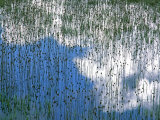 Reflection of Teasels and Clouds  Glacier National Park  Montana  USA