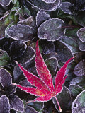 Frost on Ornamental Maple Leaf  Seattle  Washington  USA