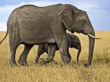 African Elephant with Juvenile  Maasai Mara  Kenya
