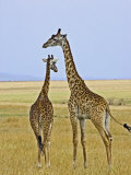 Maasai Giraffes Roaming  Maasai Mara  Kenya