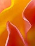 Abstract Detail of Flower Petals