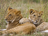 Lion Cubs Laying in the Bush  Maasai Mara  Kenya
