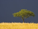 A Scenic View of The Mara  Maasai Mara  Kenya