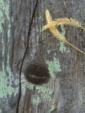 Grasses on Old Fence  Montana  USA