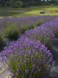 Lavender Farm  San Juan Islands  Washington  USA