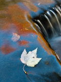 Leaf Floating in Fall Reflections  Bond Falls  Upper Peninsula  Michigan  USA