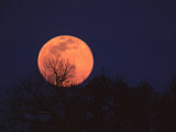 Tree Silhouetted Against Full Moon  Arizona  USA