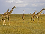 Maasai Giraffes Roaming  Maasai Mara  Kenya