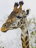 Maasai Giraffe Feeding  Maasai Mara  Kenya