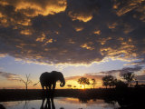 Elephant Silhouetted at Marabou Pan  Savuti Marsh  Chobe National Park  Botswana
