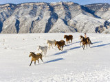 Cowboys With Horses  Hideout Ranch  Shell  Wyoming  USA
