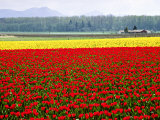 Tulip Fields  Skagit Valley  Washington  USA