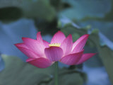 Red Lotus Flower  Hangzhou  Zhejiang Province  China