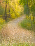 Impressionistic View of Trees in Autumn