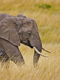 African Elephant Grazing  Maasai Mara  Kenya