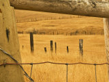 Old Fence in Prairie  Montana  USA