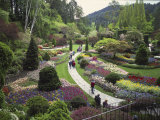Tulips  Butchart Gardens  Victoria  British Columbia  Canada