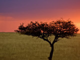Sunrise  Maasai Mara  Kenya