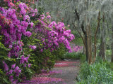 Blooming Azaleas on Middleton Plantation  South Carolina  USA