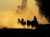 Cowboys Driving Wild Horses  Burns  Oregon  USA