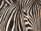 Tight Portrait of Plains Zebra  Khwai River  Moremi Game Reserve  Botswana