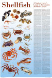 A Seafood Lover's Guide to Sustainable Shellfish Choices