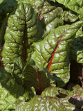 Swiss Chard  Tower Hill Botanical Garden  Boylston  Massachusetts USA