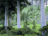 Engelmann Spruce Trees  Wasatch-Cache National Forest  Utah  USA