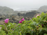 Beach Roses Along Marginal Way  Ogunquit  Maine  USA