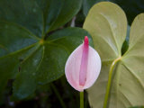 Peace Lily  Jardin De Balata  Martinique  French Antilles  West Indies