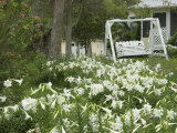 Easter Lilies  New Smyrna Beach  Volusia  Florida  USA