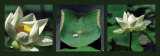 Lotus Blancs