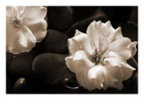 Gardenia II