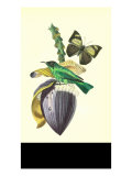 Finch on Flower of the Banana