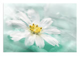 Botanica Azure I