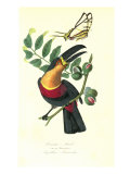 Toucan on Nutmeg