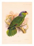 Joseph Smit Parrots Parrot Plate 34