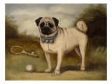 A Pug in Court